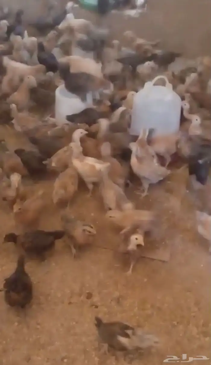 دجاج على اشرط 3