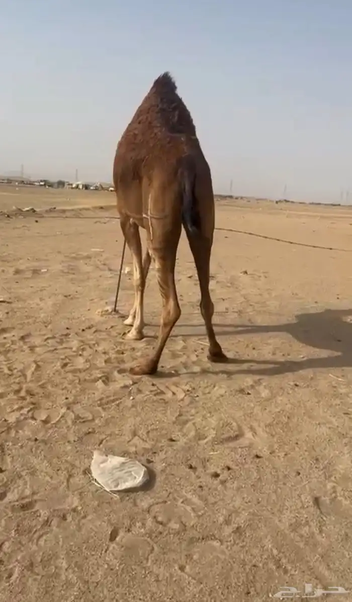 بكره ساحليه لقحه 2