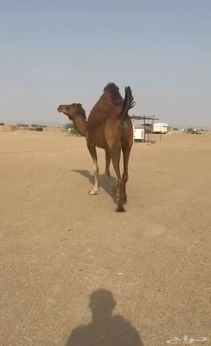 بكره ساحليه لقحه 3