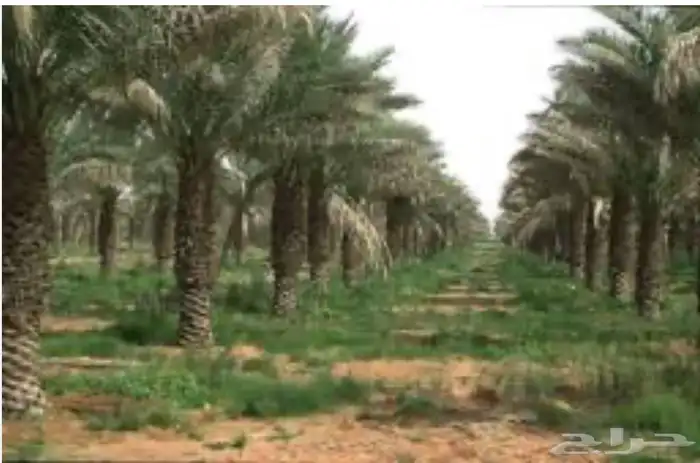 مطلوب ارض او مزرعه صغيره للبيع 0