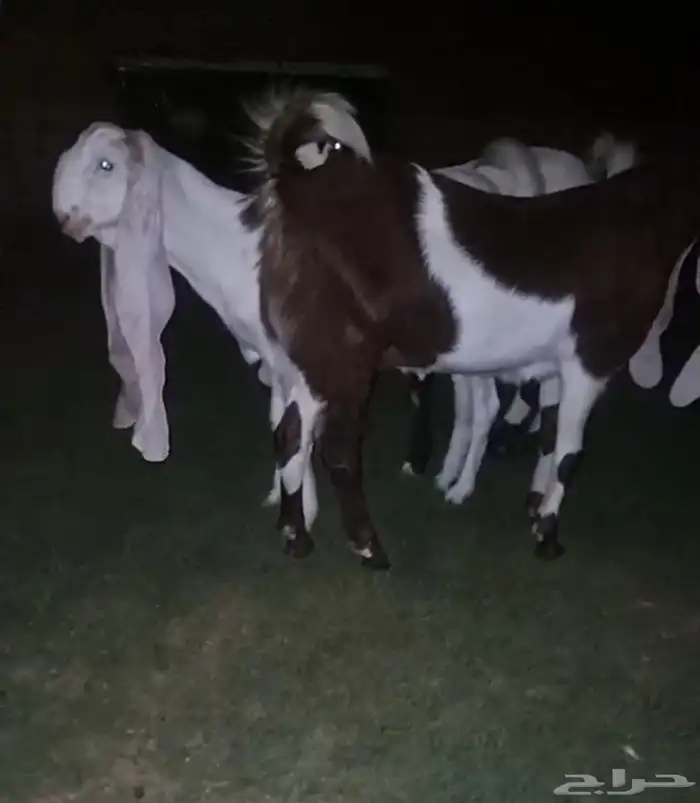 جفار هولندية مطوره خصم 3