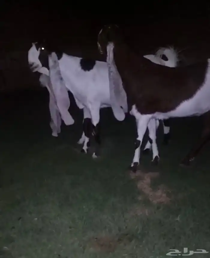 جفار هولندية مطوره خصم 2