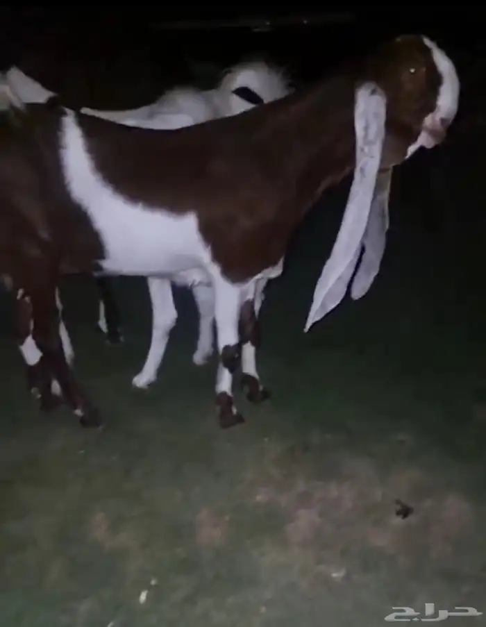 جفار هولندية مطوره خصم 0