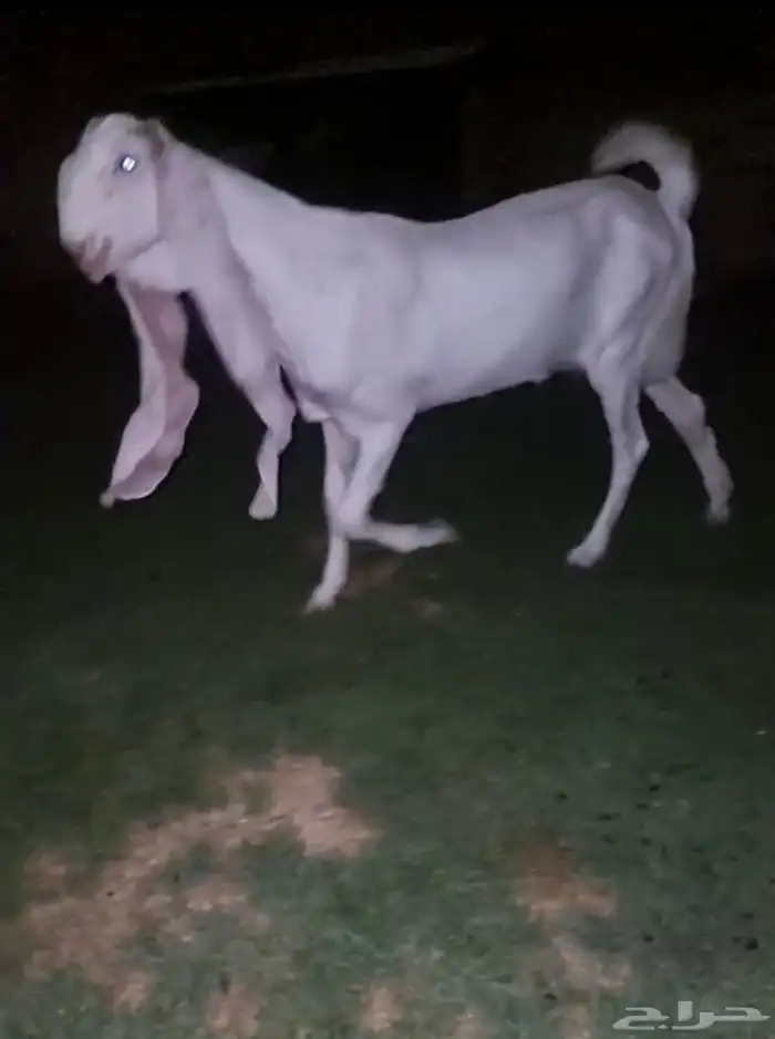 جفار هولندية مطوره خصم 4