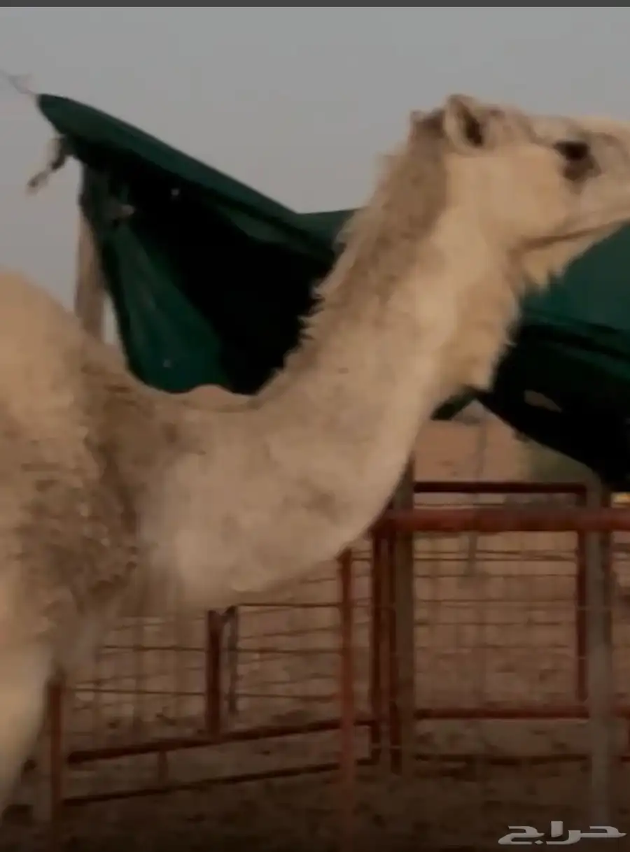 ناقه خلفه 0
