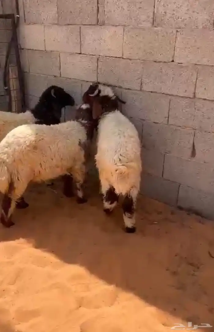 هرافى للبيع ضحايا 0