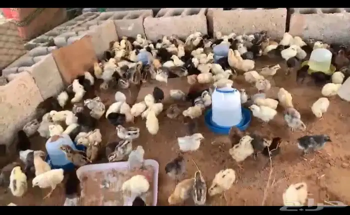صواص العمر سبوعين اكتمل التحصينات مشالله 1