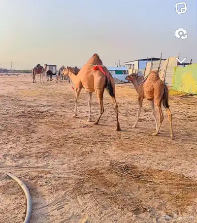 خلفات مصاغير اول ولده 4