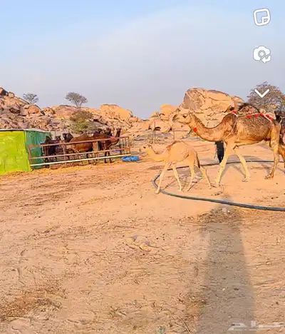 خلفات مصاغير اول ولده 2