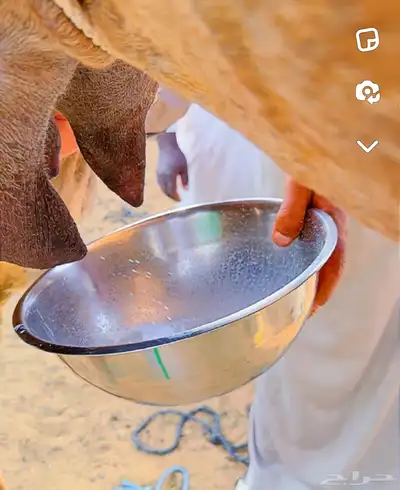 خلفات مصاغير اول ولده 0