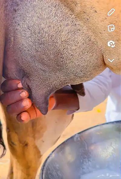 خلفات مصاغير اول ولده 1