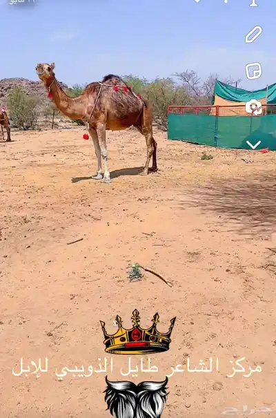 خلفات مصاغير اول ولده 3