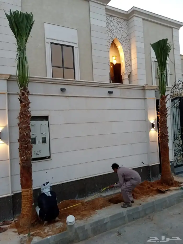 نخل واشنطن زينة أمريكي للبيع جميع الكميات متوفره مع التوصيل 6