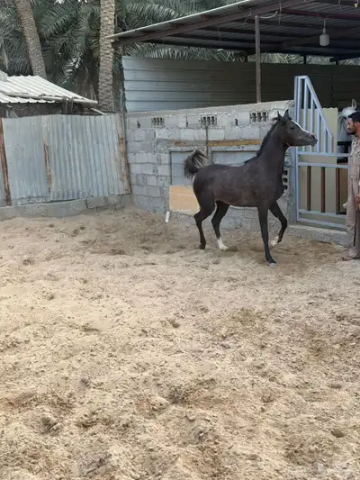 مزاد هجر لبيع وعرض الخيل 2