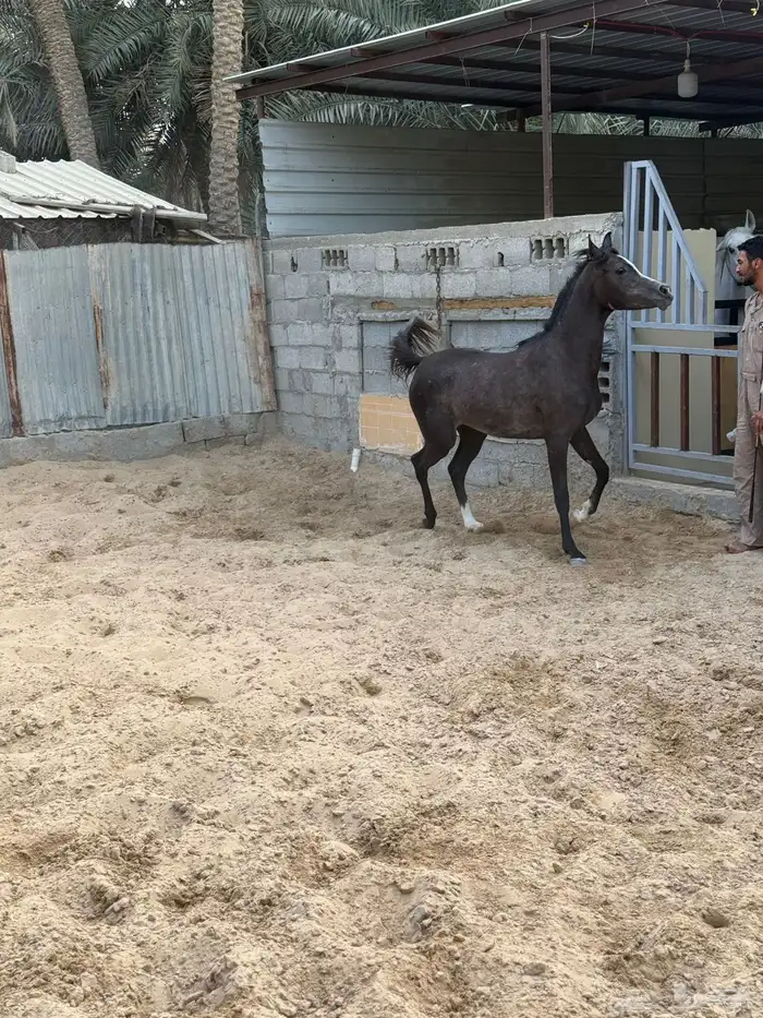 مزاد هجر لبيع وعرض الخيل 2