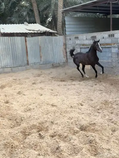مزاد هجر لبيع وعرض الخيل 3