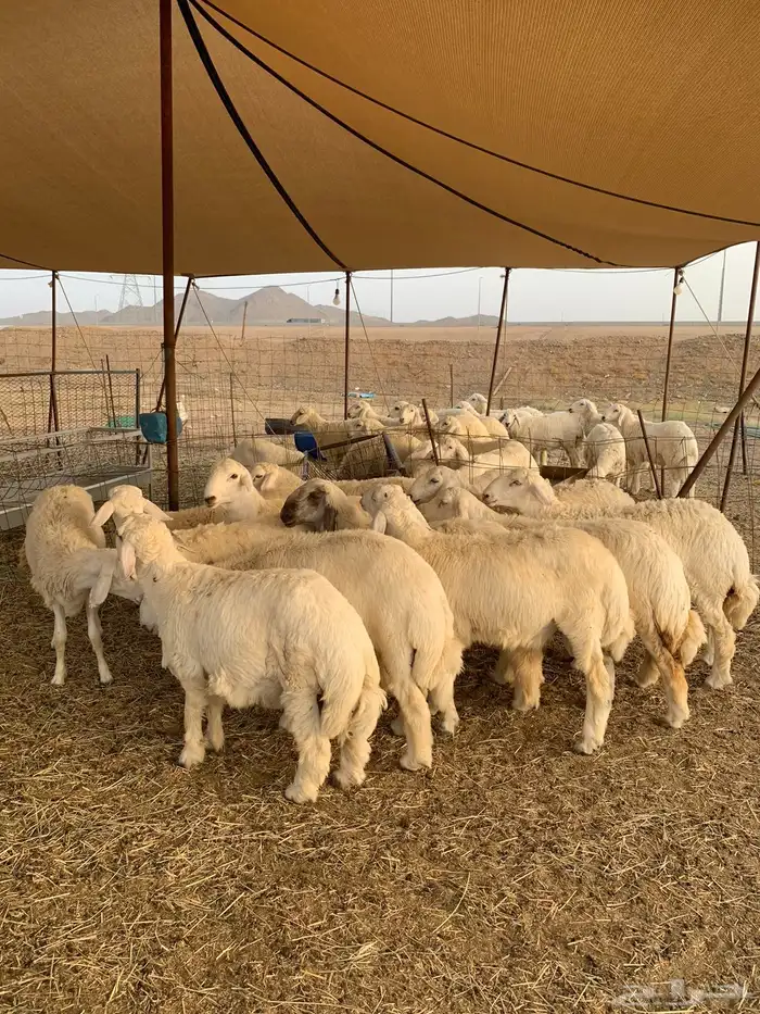 حري ذبايح مناسبات ذبائح ثلاجه يوجد صلخ وتوصيل 4
