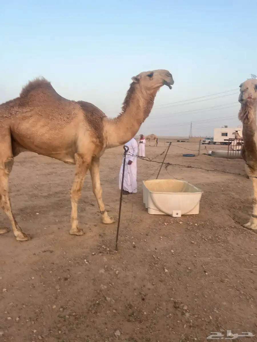 القعوود الكفووو 0