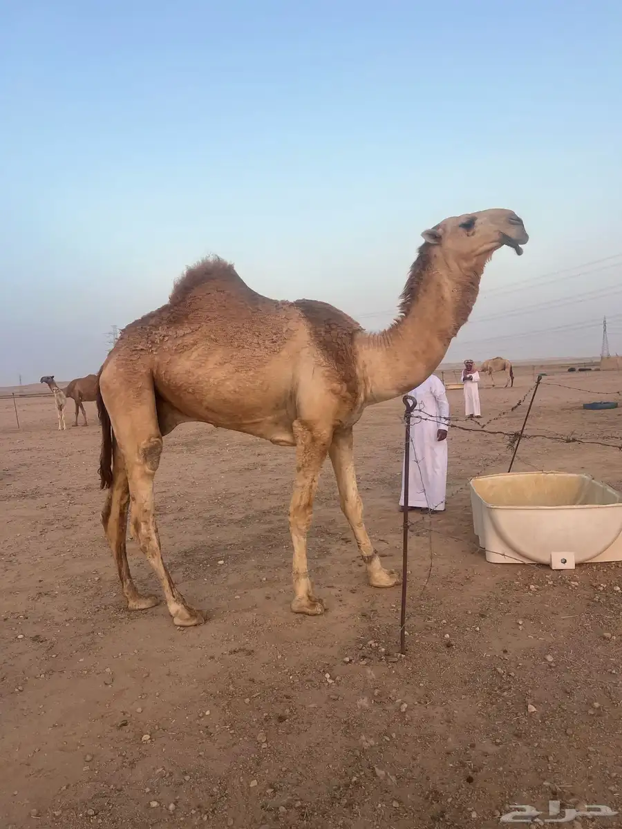 القعوود الكفووو 1