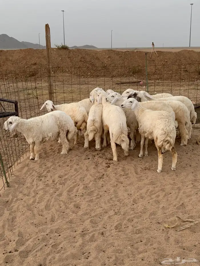 حري ذبايح مناسبات ذبائح ثلاجه يوجد صلخ وتوصيل 5