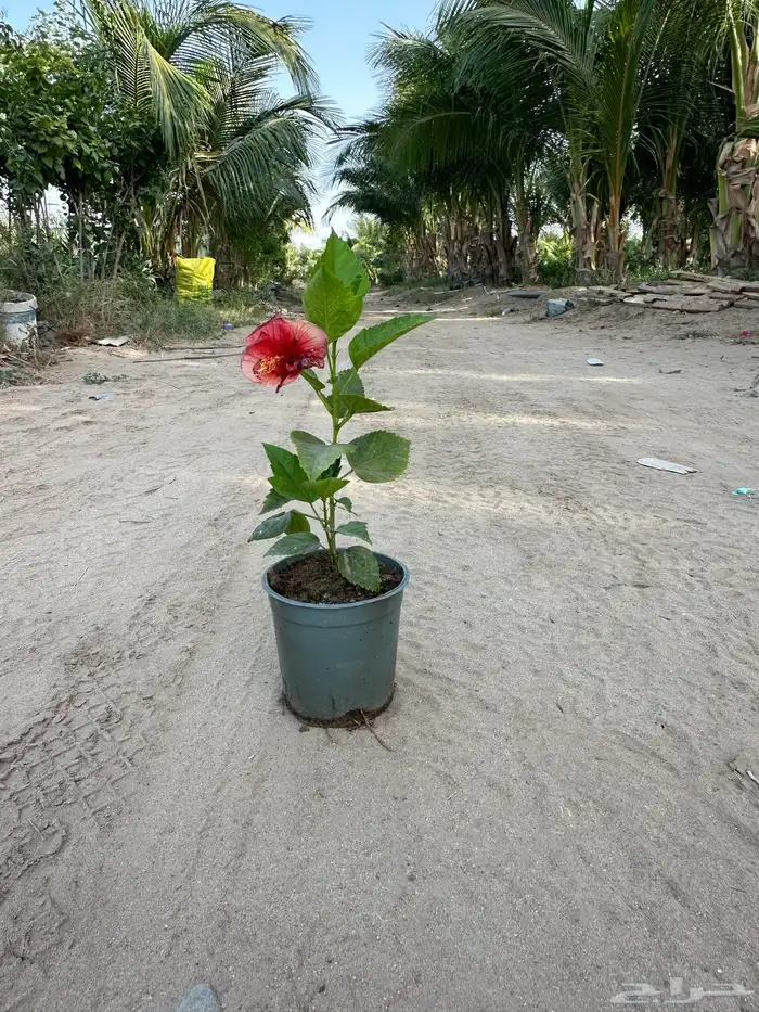مشتل لبيع الأشجار والنباتات بالجملة 4