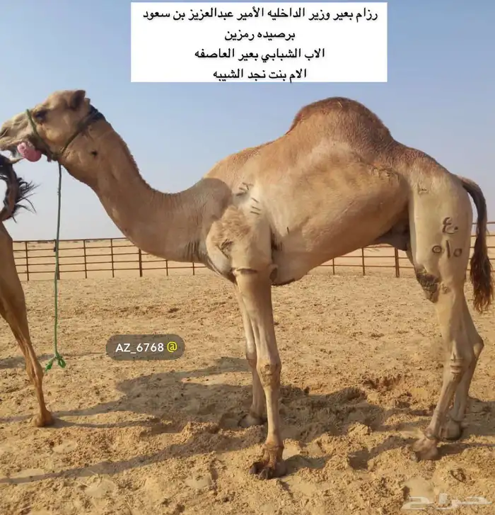 حقه بنت رزام 1