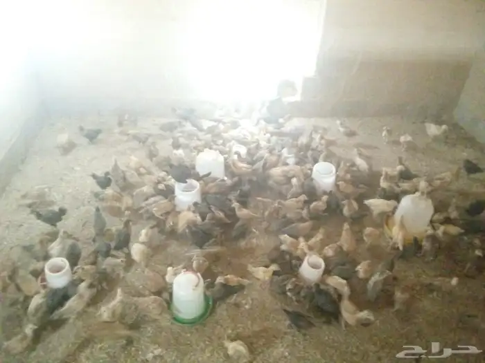 دجاج على اشرط 1