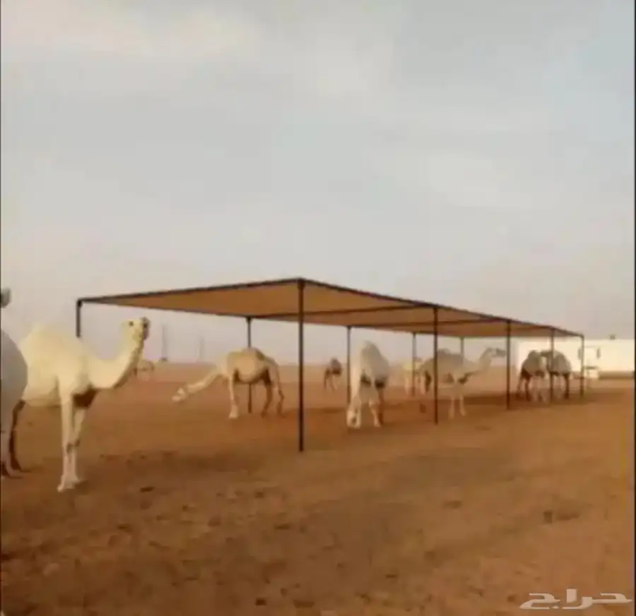 مضلات_الابل  مضلا_الإبل 6