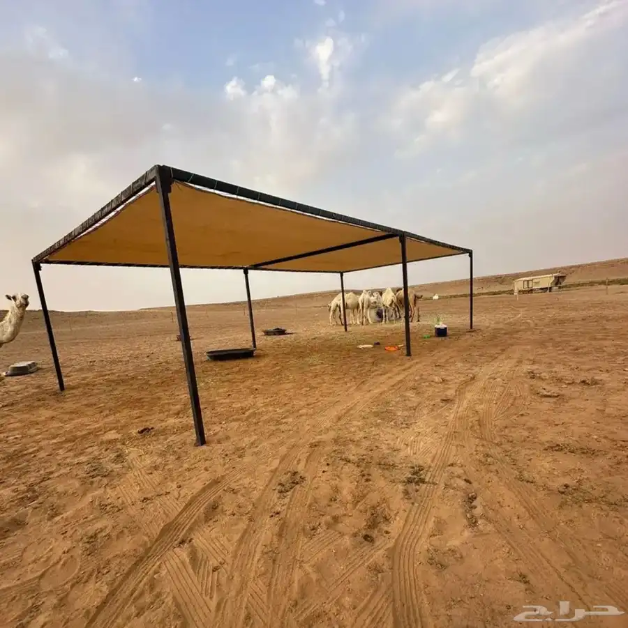 مضلات_الابل  مضلا_الإبل 8