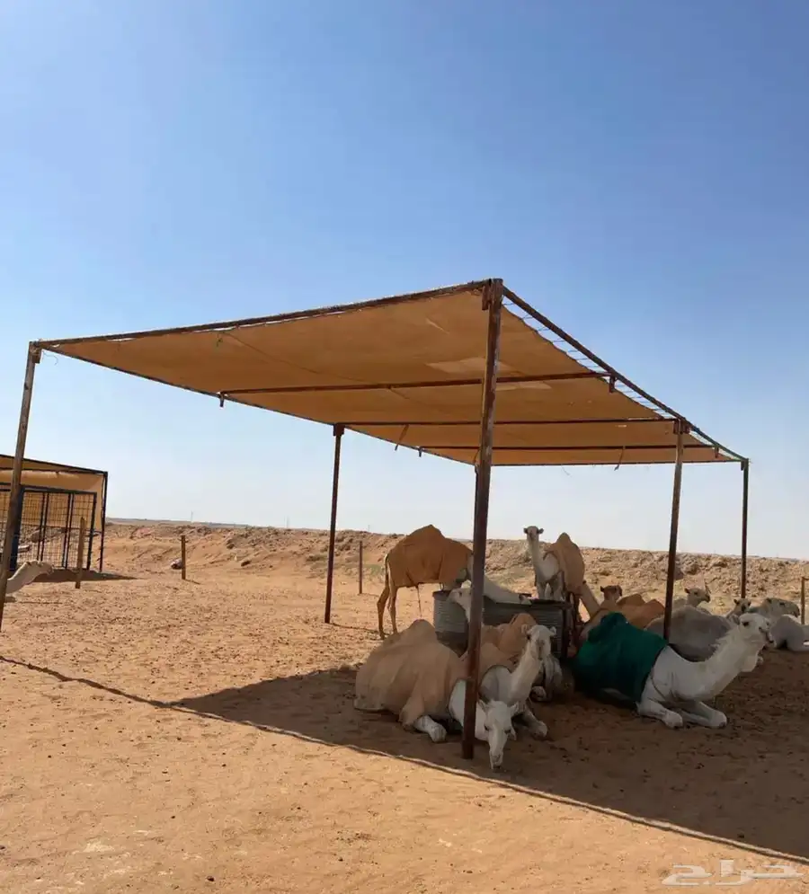 مضلات_الابل  مضلا_الإبل 13