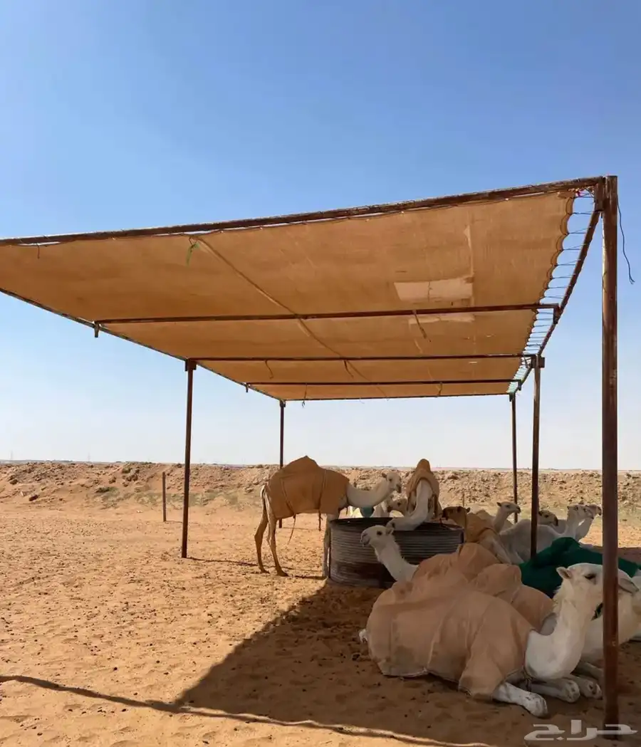 مضلات_الابل  مضلا_الإبل 12