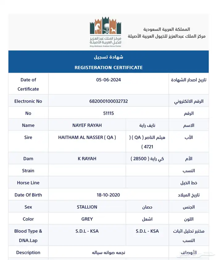 حصان واهو مصري اصيل 3