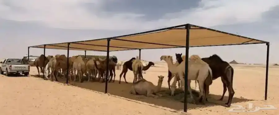 مضلات_الابل  مضلا_الإبل 0