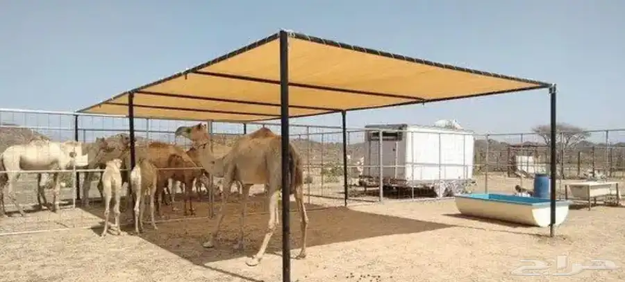 مضلات_الابل  مضلا_الإبل 3