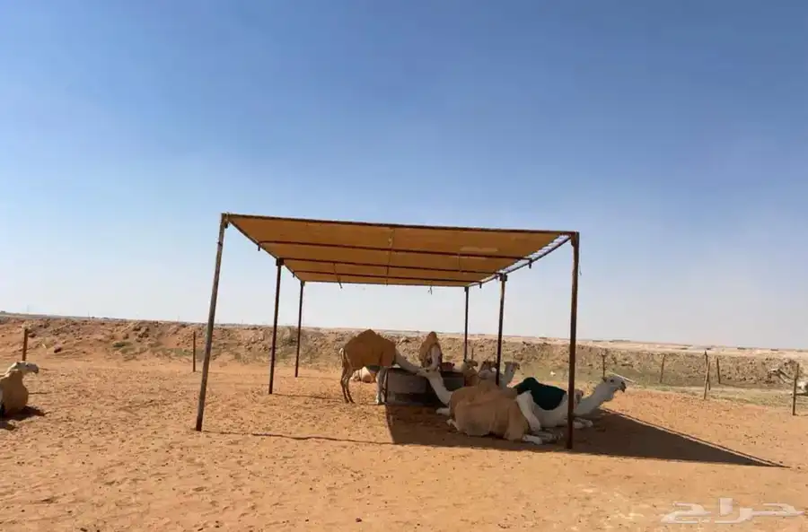مضلات_الابل  مضلا_الإبل 11
