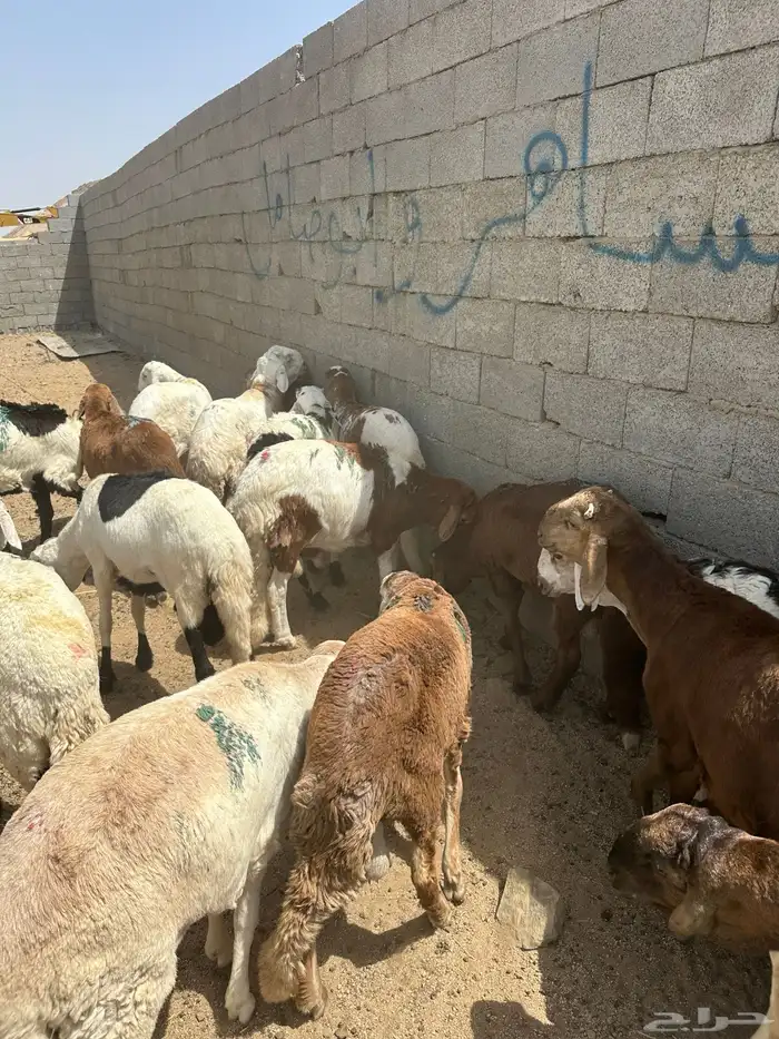 تم البيع 5