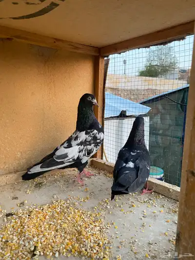حمام باكستاني.طيار 1
