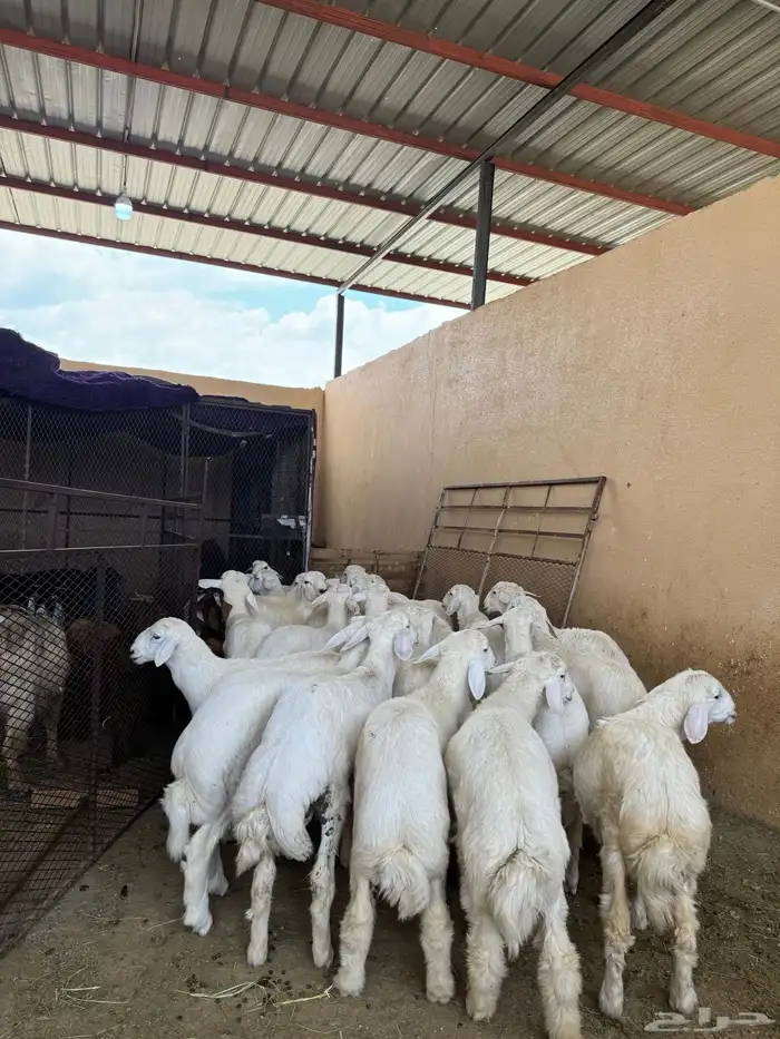 تامين طليان قعدان حسلان مناسبات توصيل على الطلب 5
