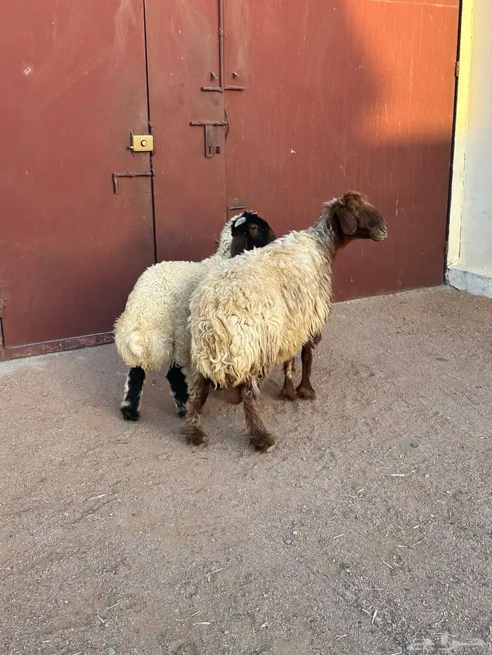 نعيميه حدرها خروف 0
