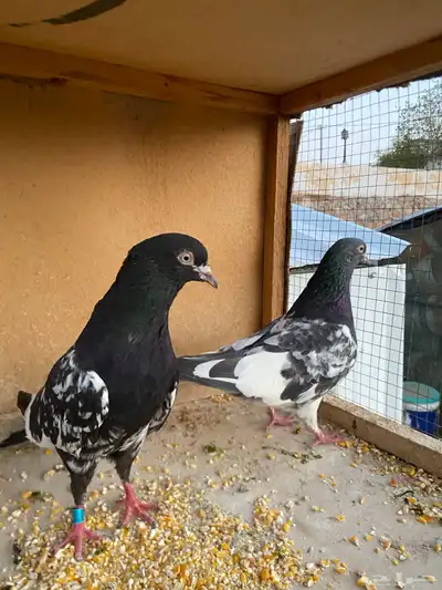 حمام باكستاني.طيار 18