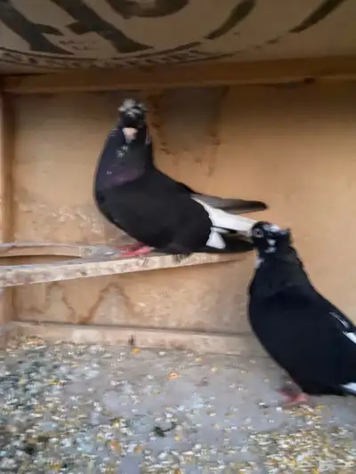 حمام باكستاني.طيار 29