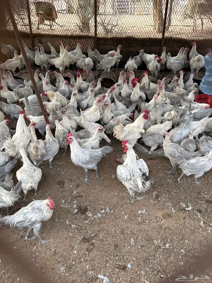 بيض ب25ريال للطبق فيومي الامنيوم و بلدي مخصب وللأكل 1