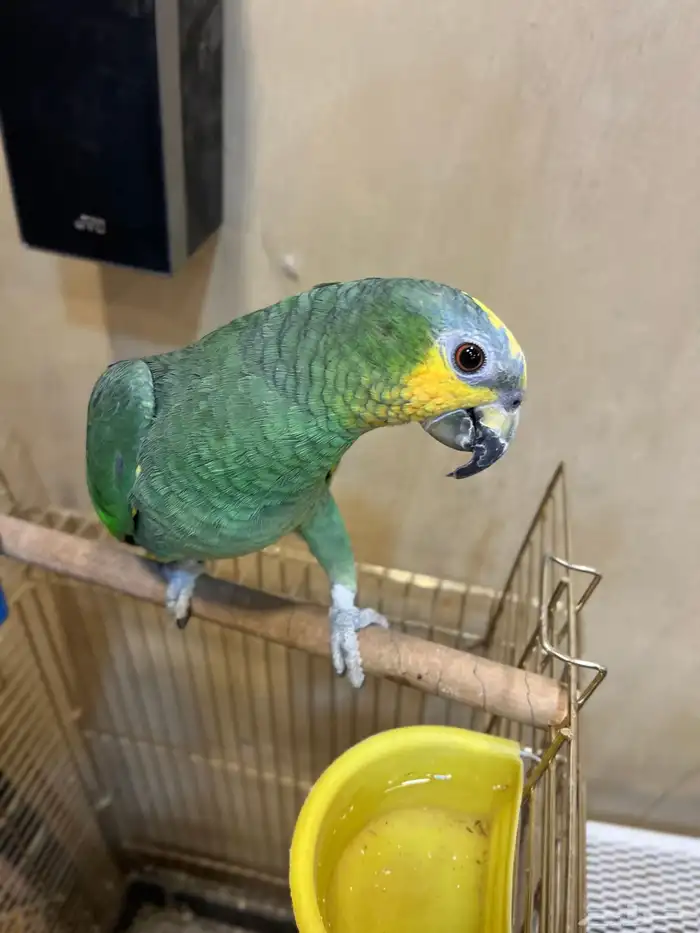 ببغاء أليف جدا صحه و نظافه شرط 6