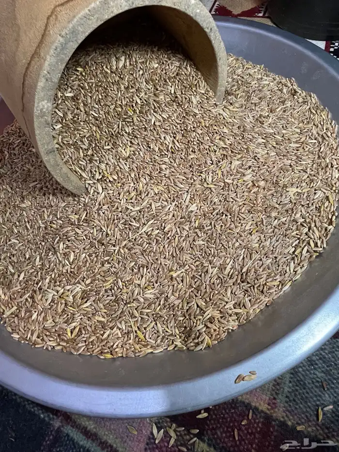 بر تنومة قياضي وعضوي على الشرط 1