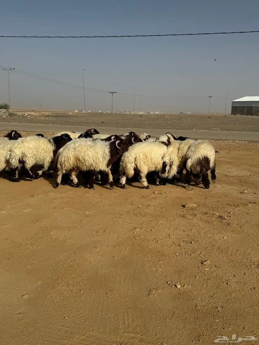بهم نعيم جذعان 1