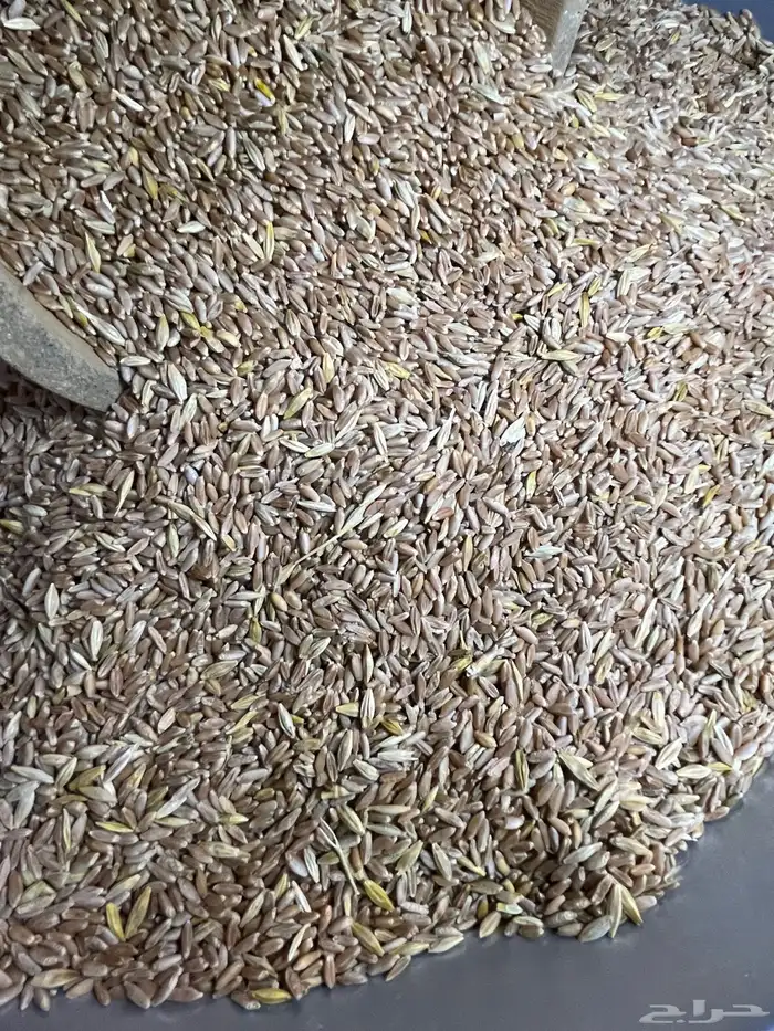 بر تنومة قياضي وعضوي على الشرط 0