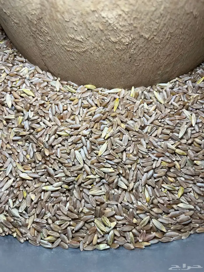 بر تنومة قياضي وعضوي على الشرط 4