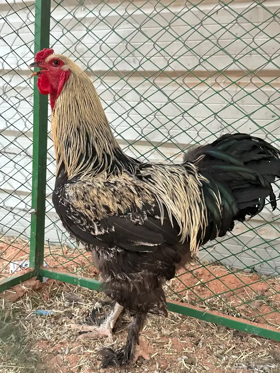 ديك برأهما للبيع شرط التلقيح والآذان 0