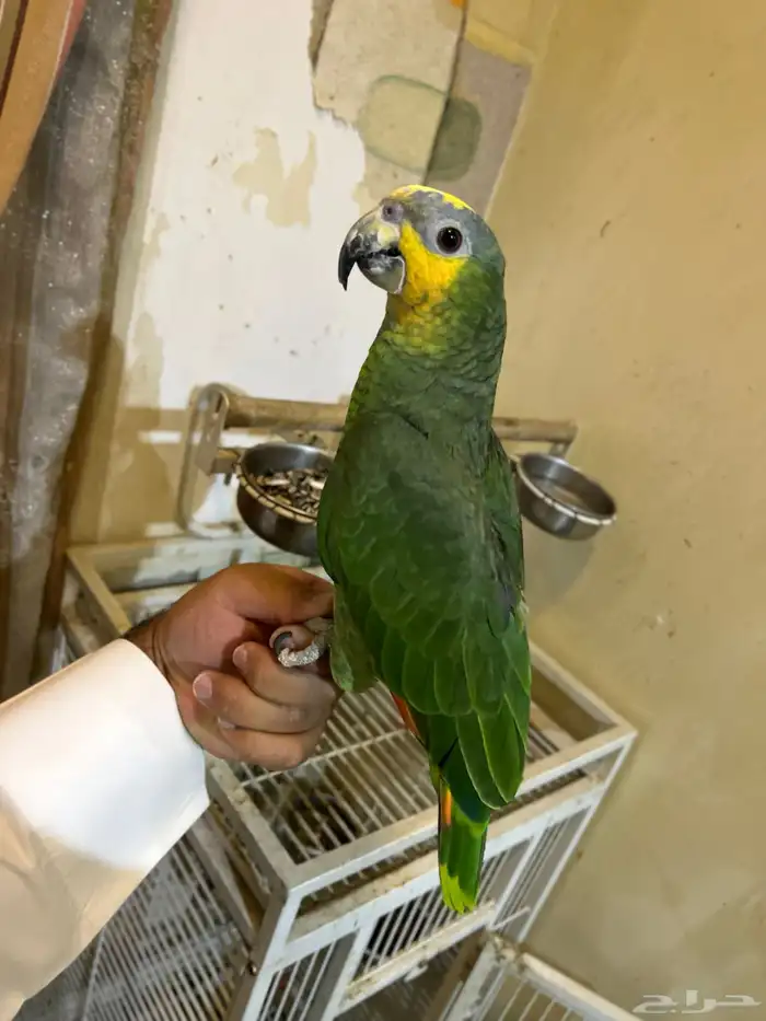 ببغاء أليف جدا صحه و نظافه شرط 3