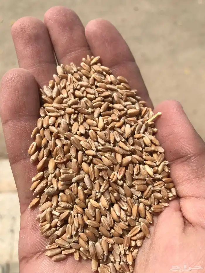 بذر قمح بر معية بلدي 2